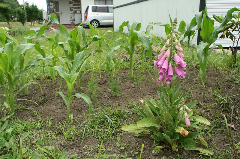 ファイル 168-4.jpg