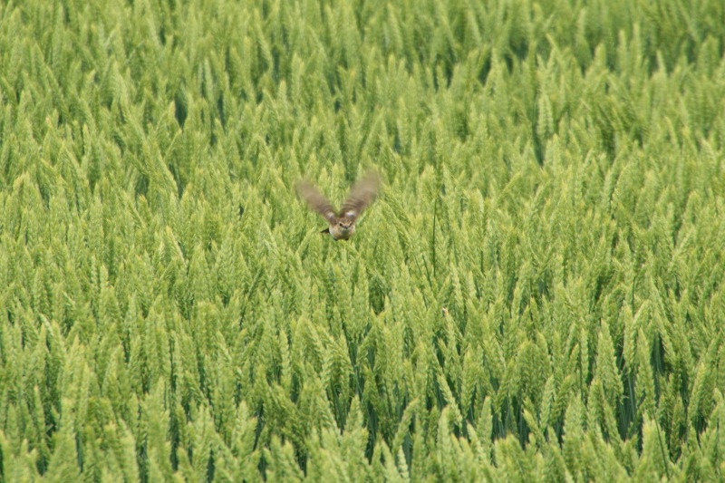 ファイル 169-2.jpg