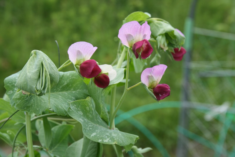 ファイル 169-3.jpg