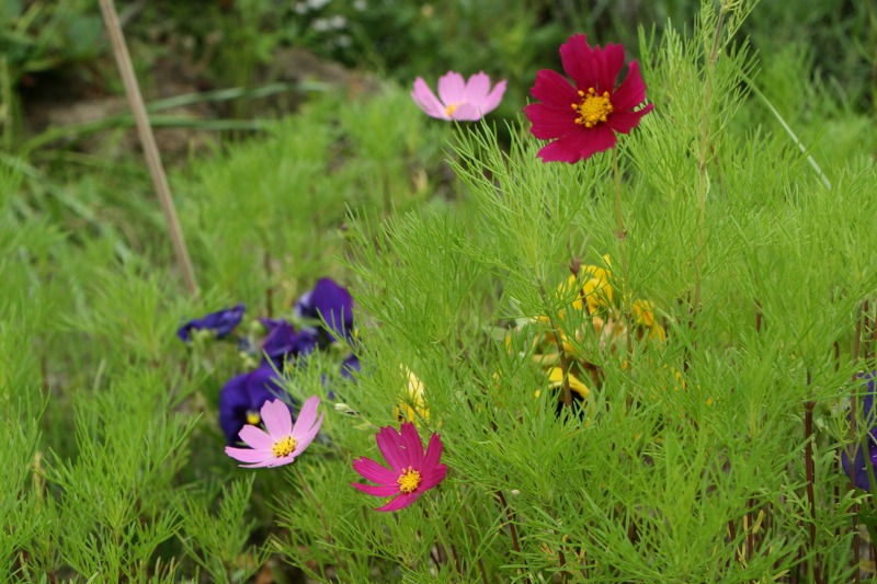 ファイル 171-2.jpg