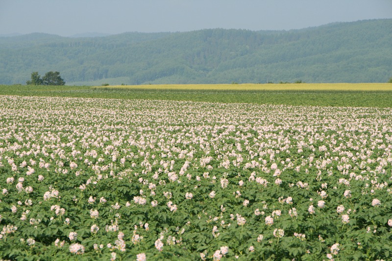 ファイル 172-1.jpg