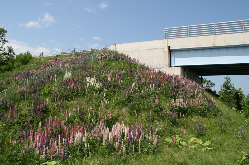 ファイル 173-1.jpg