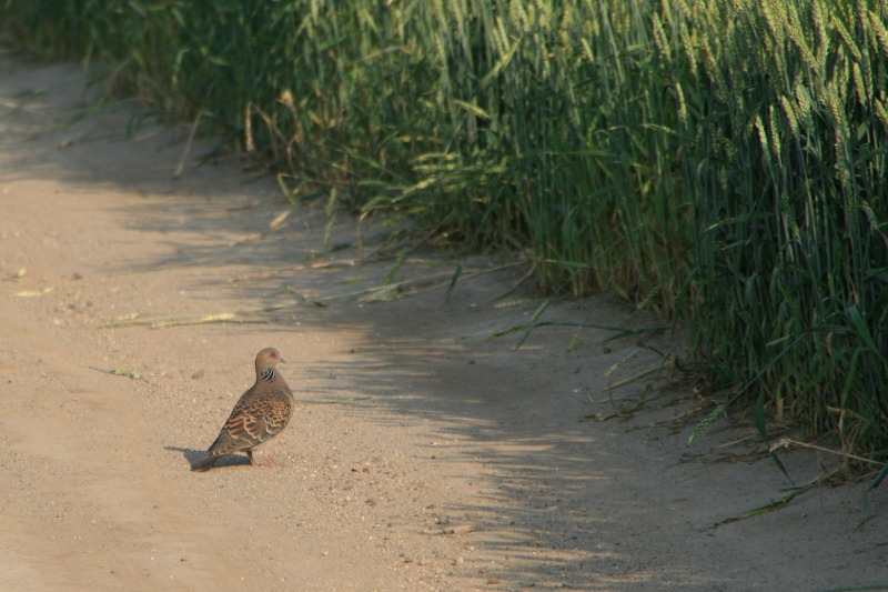 ファイル 173-2.jpg