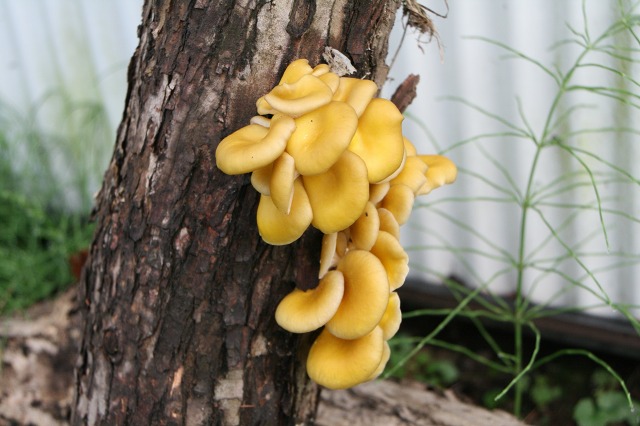 ファイル 174-1.jpg