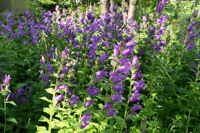 ファイル 174-2.jpg