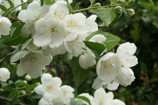 ファイル 177-1.jpg