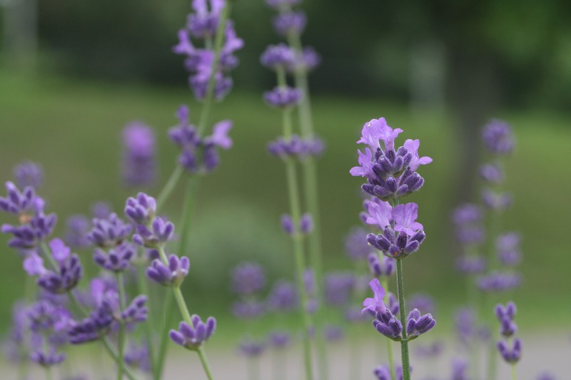 ファイル 179-1.jpg