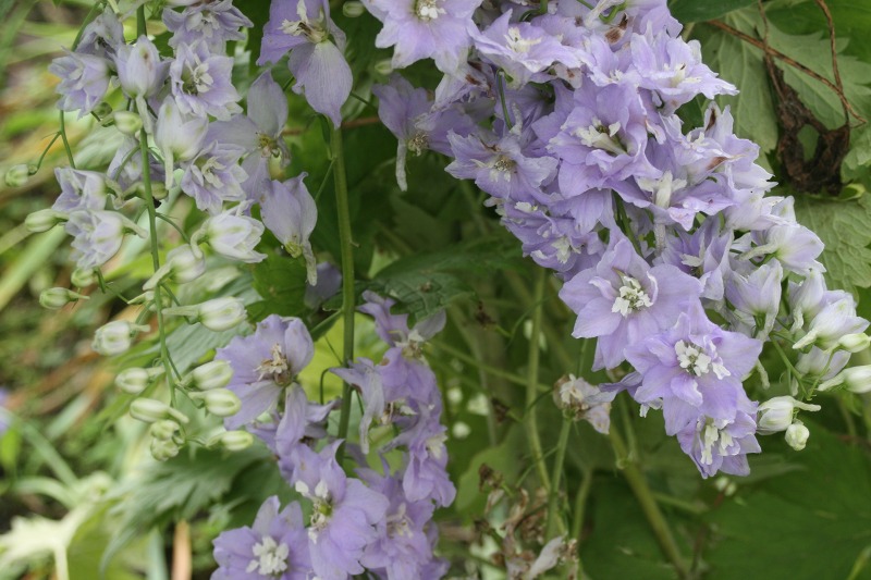 ファイル 179-2.jpg