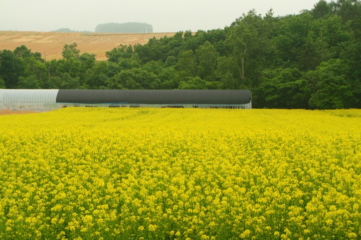 ファイル 185-1.jpg