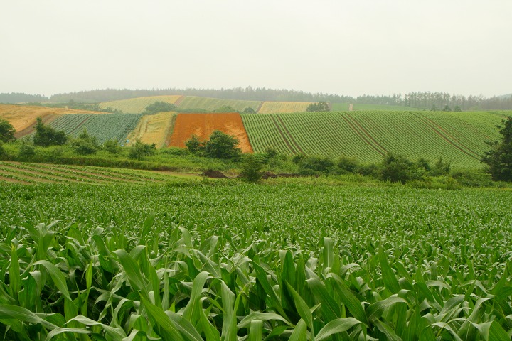 ファイル 185-2.jpg