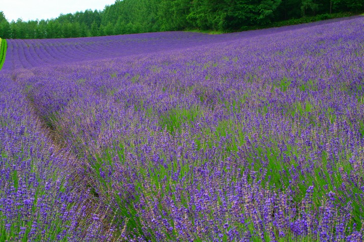 ファイル 187-3.jpg