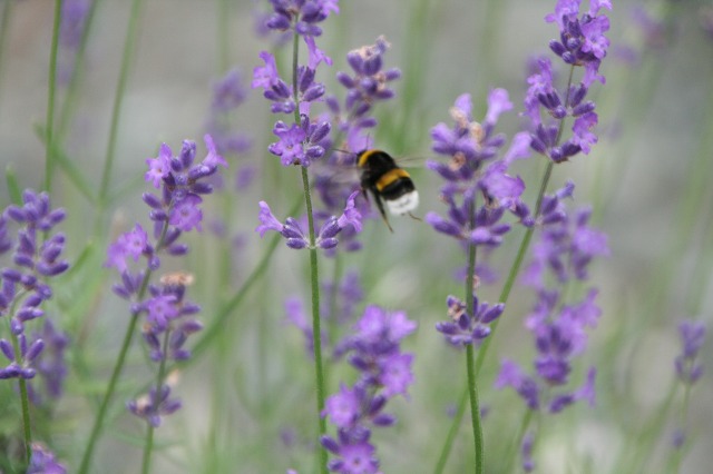 ファイル 191-2.jpg