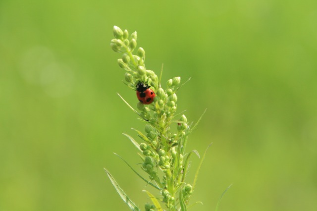 ファイル 196-2.jpg