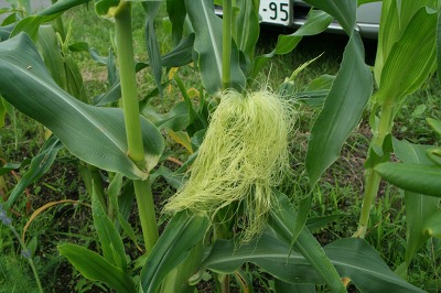 ファイル 197-3.jpg