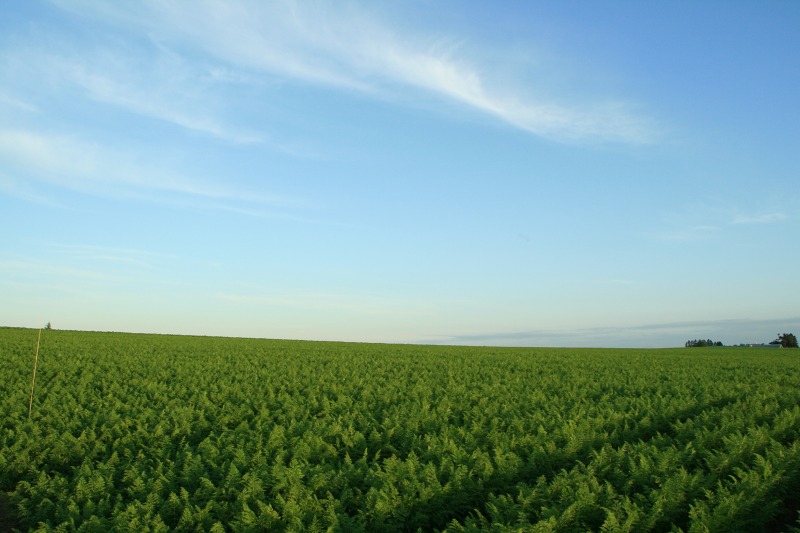 ファイル 199-3.jpg