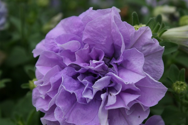 ファイル 204-1.jpg