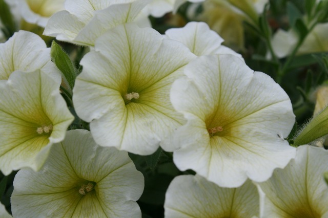 ファイル 204-2.jpg