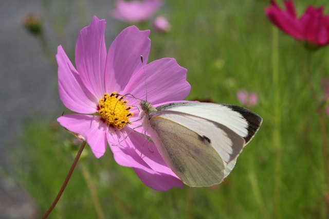 ファイル 207-2.jpg