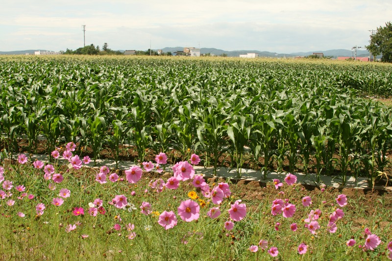 ファイル 213-1.jpg