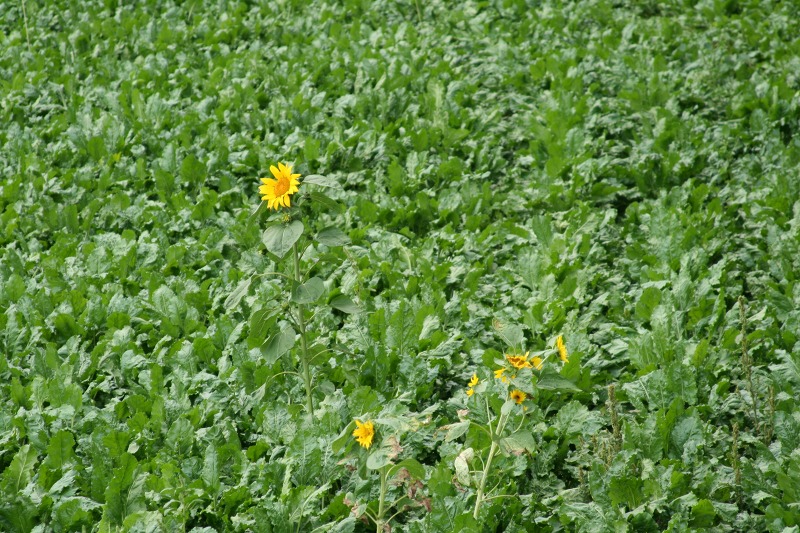 ファイル 213-2.jpg