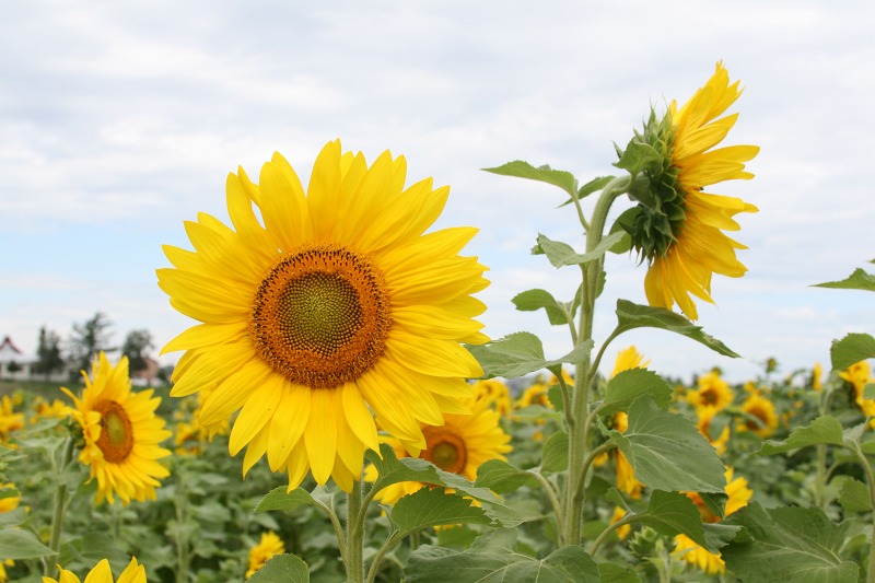 ファイル 213-3.jpg