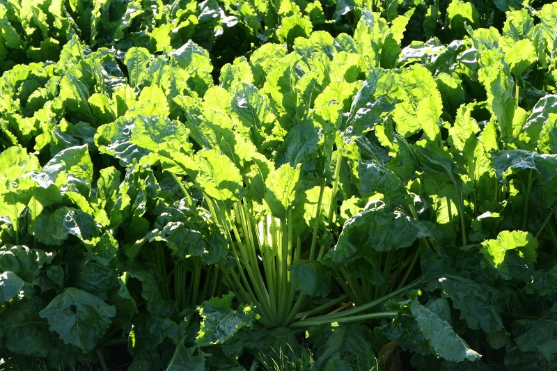 ファイル 221-1.jpg