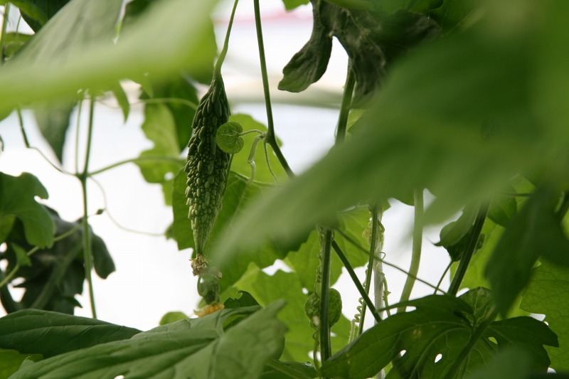 ファイル 221-4.jpg