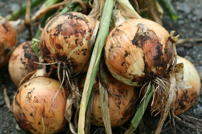 ファイル 222-2.jpg