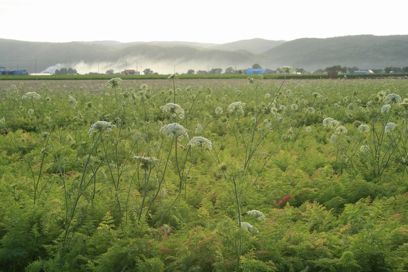 ファイル 223-5.jpg