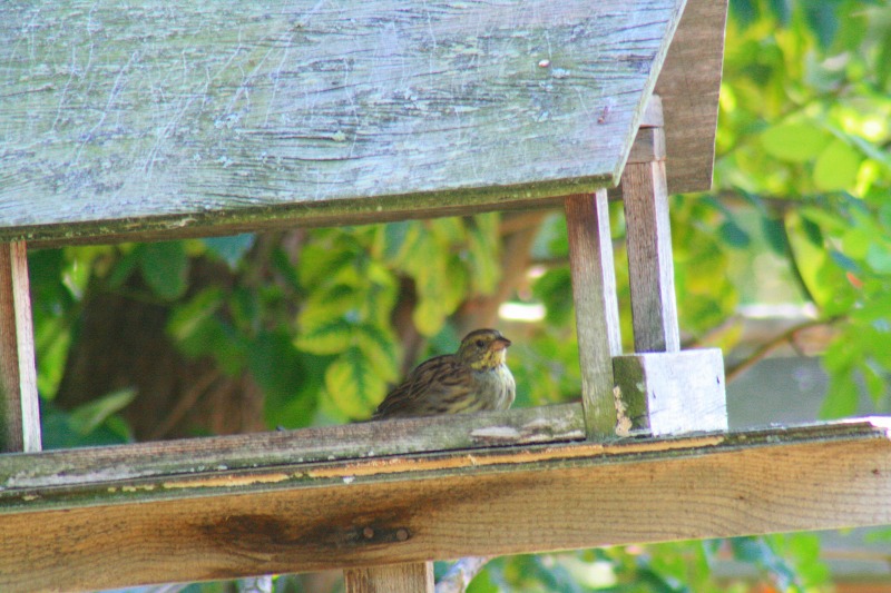 ファイル 228-4.jpg