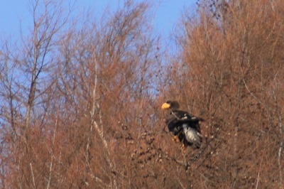 ファイル 47-1.jpg