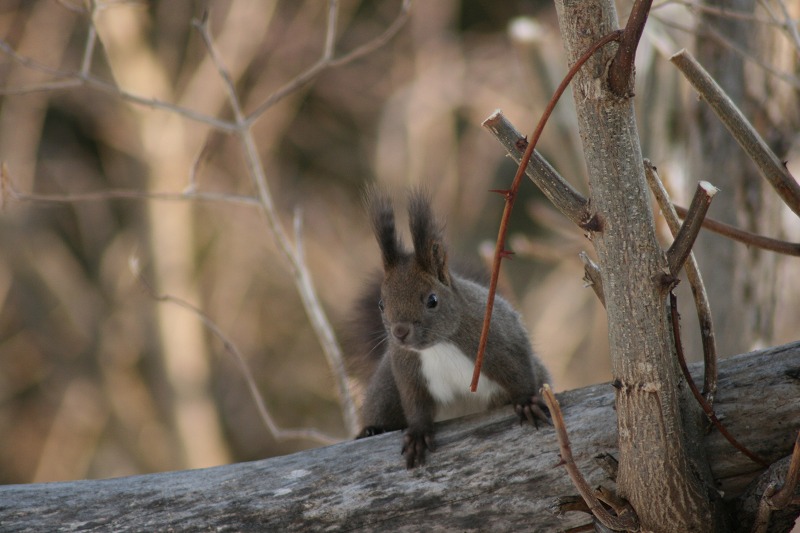 ファイル 50-1.jpg