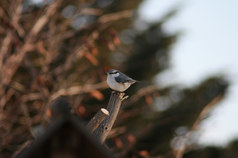 ファイル 51-1.jpg