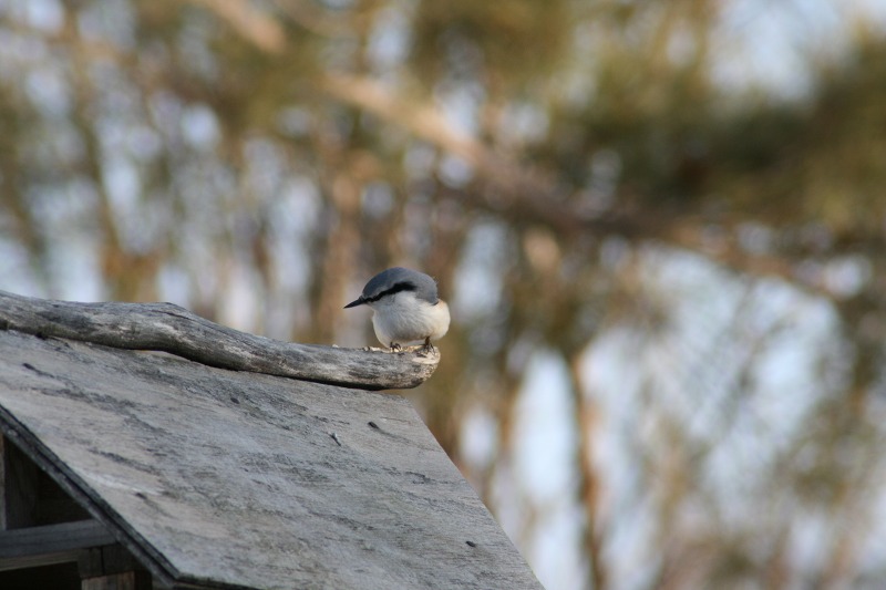 ファイル 51-2.jpg