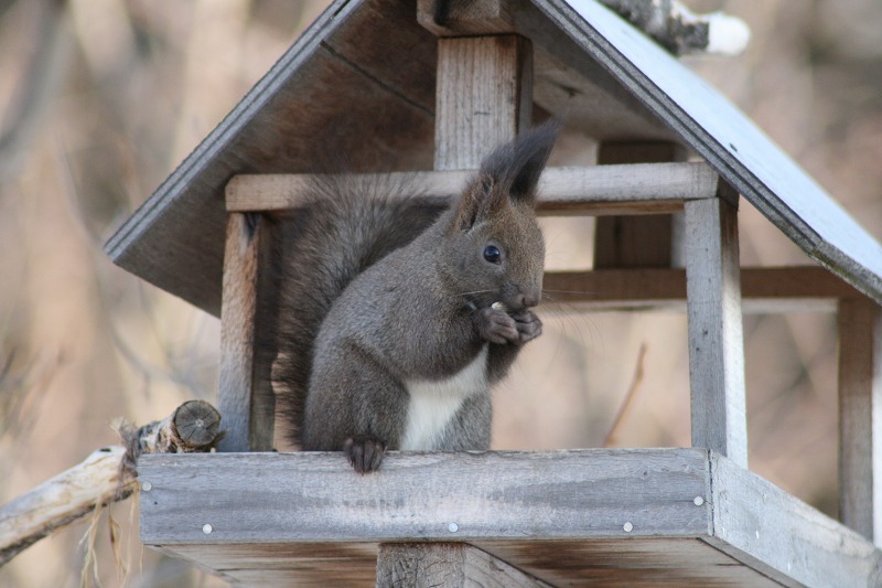 ファイル 53-2.jpg