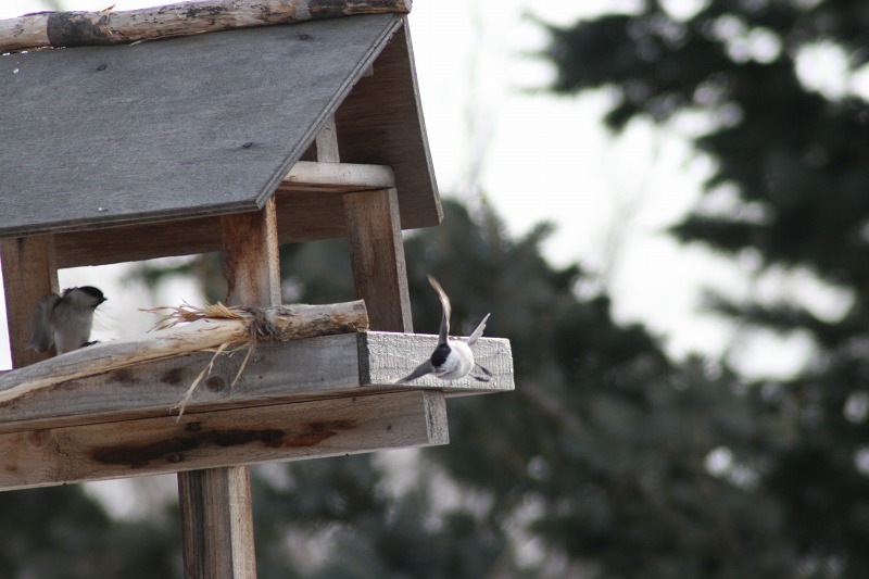 ファイル 55-2.jpg