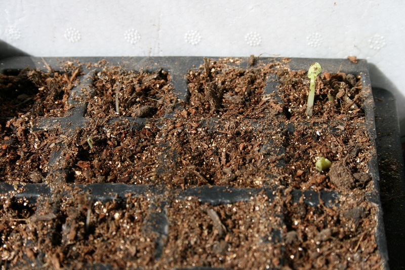 ファイル 56-2.jpg