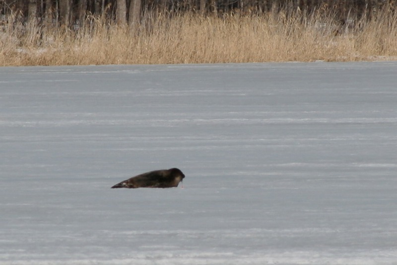 ファイル 63-2.jpg