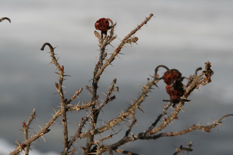 ファイル 63-3.jpg