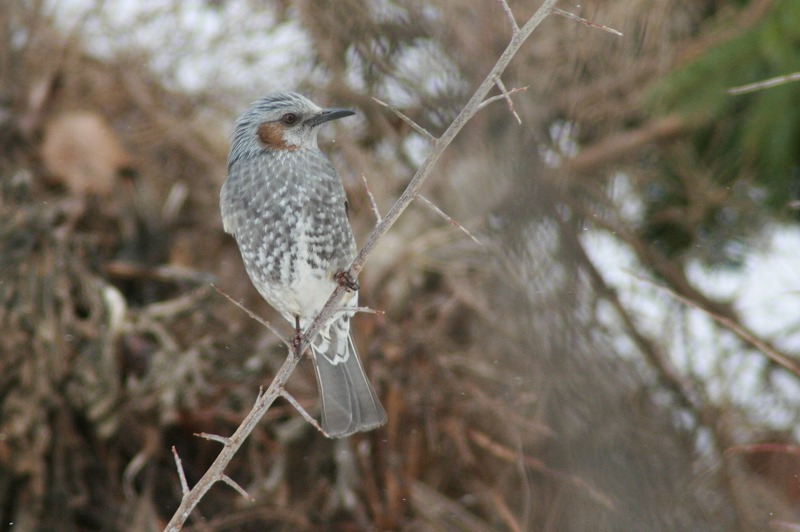 ファイル 67-1.jpg