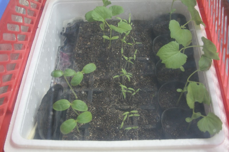 ファイル 68-4.jpg