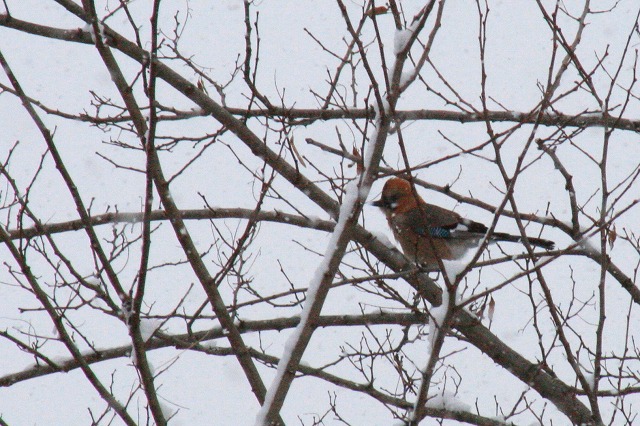 ファイル 69-1.jpg