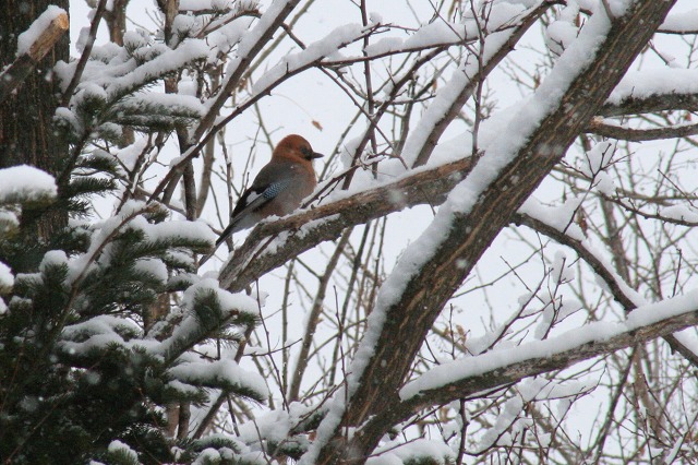 ファイル 69-2.jpg