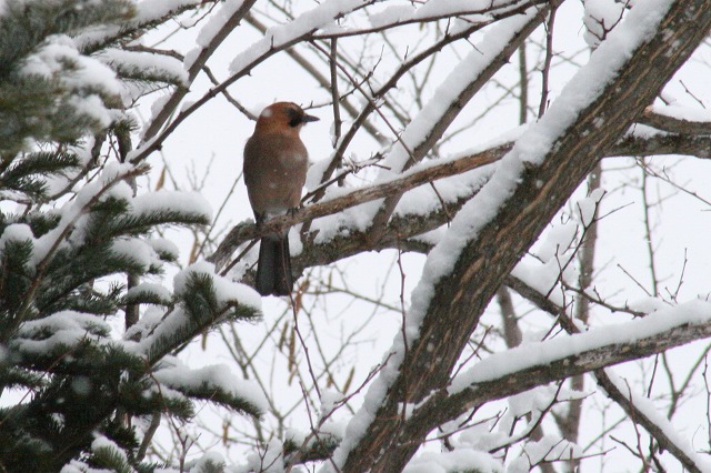 ファイル 69-3.jpg