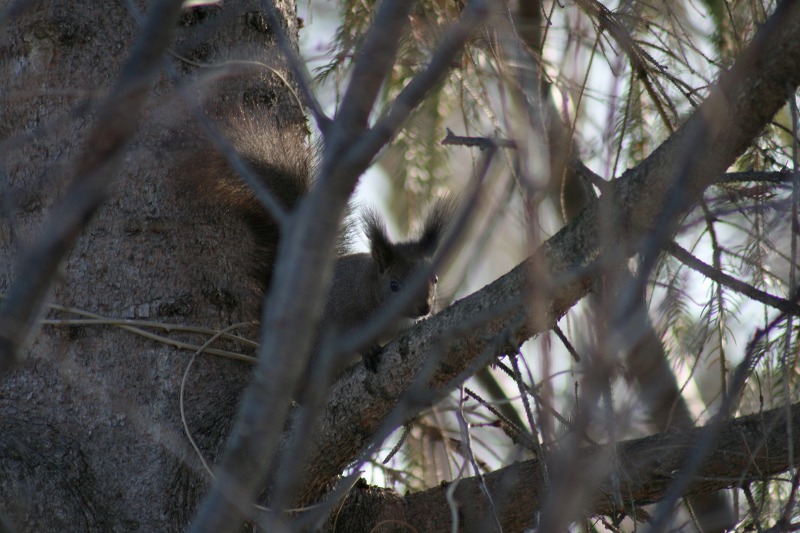 ファイル 73-1.jpg