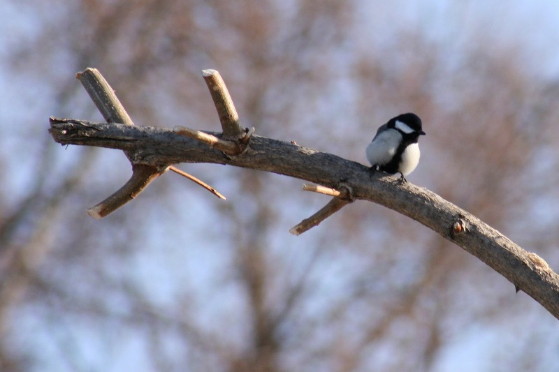 ファイル 73-2.jpg