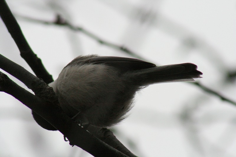 ファイル 74-2.jpg