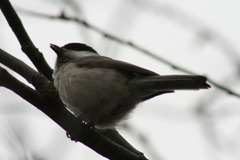 ファイル 74-3.jpg