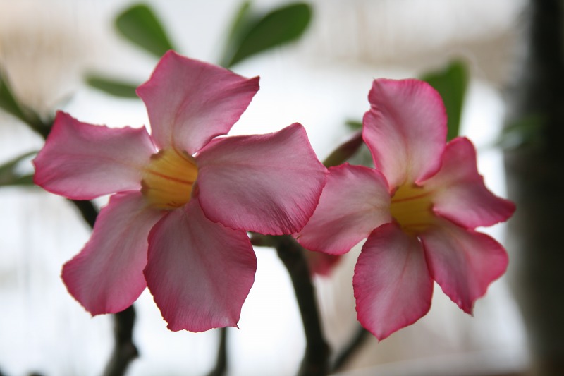 ファイル 78-2.jpg