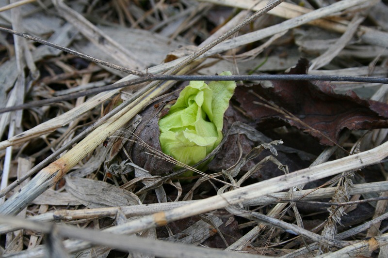 ファイル 79-2.jpg